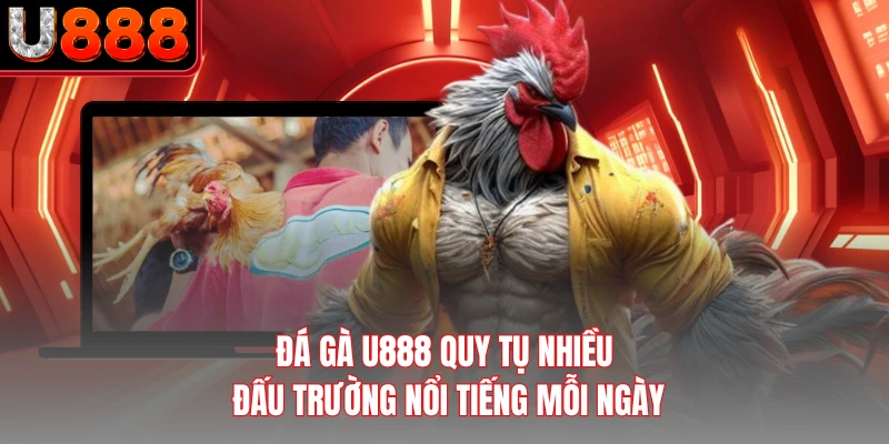Đá gà U888 quy tụ nhiều đấu trường nổi tiếng mỗi ngày
